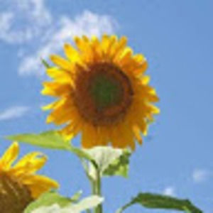 Meet your Posher, Lissy